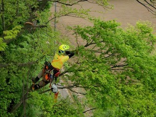 美しい樹木を維持するお手伝い