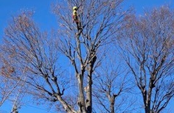 プロの技術でケヤキを美しく育てる